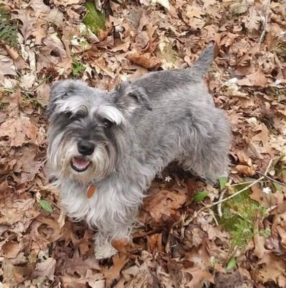 Meet your Posher, Tony - Picture 1 of 1